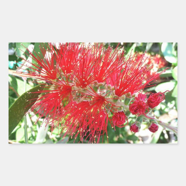 Bottlebrush Flower Red Tropical Floral Rectangular Sticker (Front)