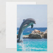 Bottlenose Dolphin (Front/Back)