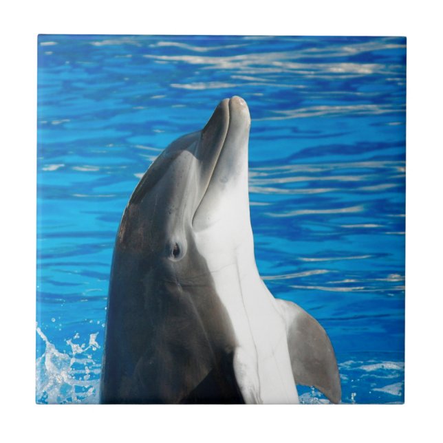 Bottlenose Dolphin Ceramic Tile (Front)