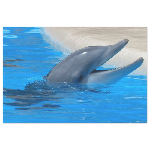 Bottlenose Dolphin Decoupage Tissue Paper