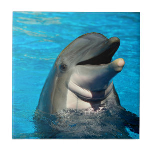 Bottlenose dolphin head ceramic tile