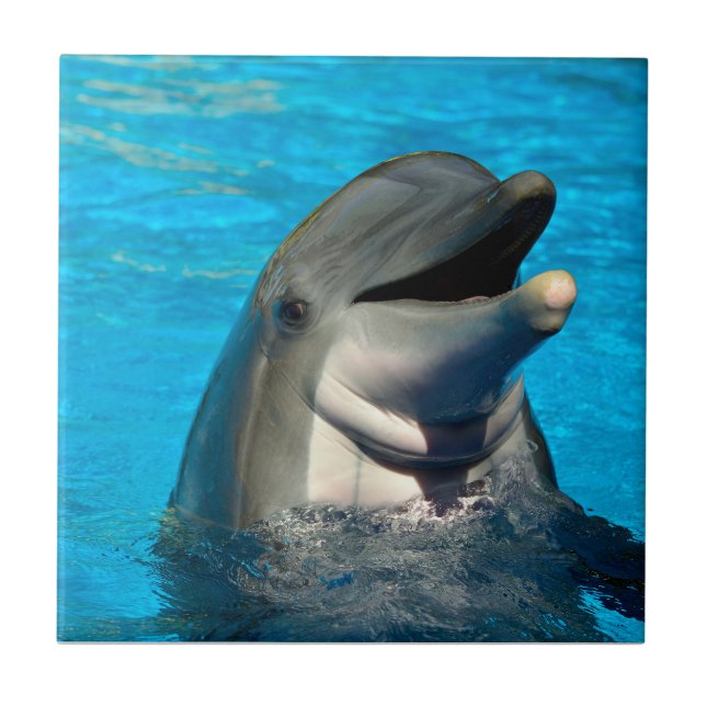 Bottlenose dolphin head ceramic tile (Front)
