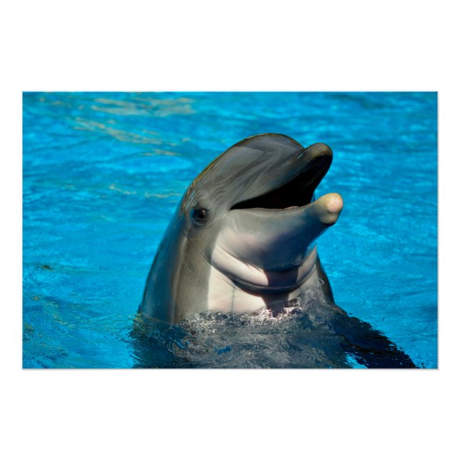 Bottlenose dolphin head poster (Front)