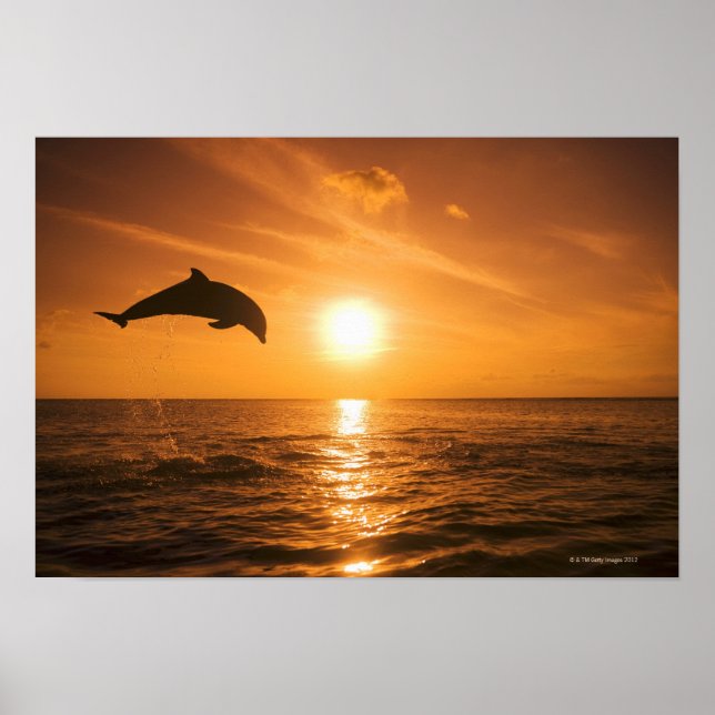 Bottlenose Dolphin jumping 2 Poster (Front)