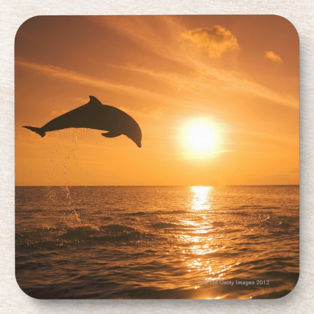 Bottlenose Dolphin jumping Drink Coaster (Front)
