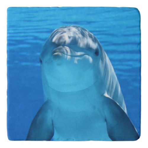 Bottlenose Dolphin looks at the camera under water Trivet