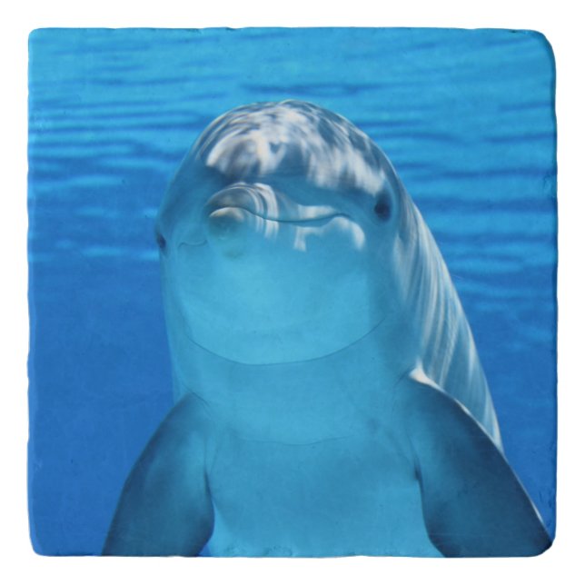 Bottlenose Dolphin looks at the camera under water Trivet (Front)