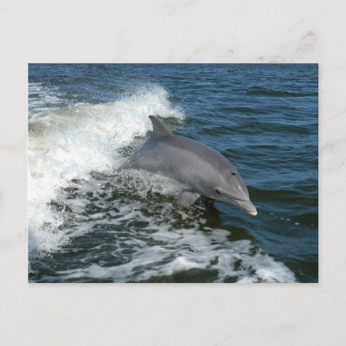 bottlenose dolphin photo postcard
