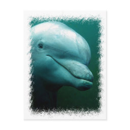 Bottlenose Dolphin Postcard