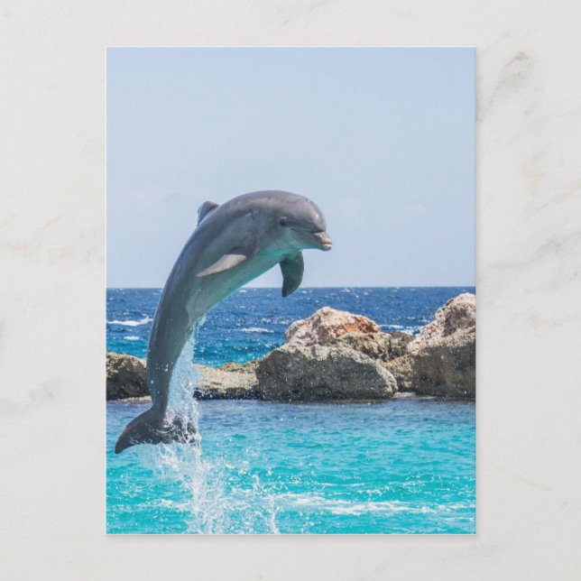 Bottlenose Dolphin Postcard (Front)