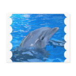 Bottlenose Dolphin Postcard