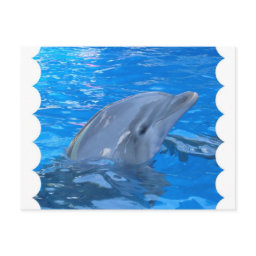 Bottlenose Dolphin Postcard