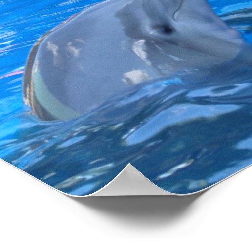 Bottlenose Dolphin Print Zazzle