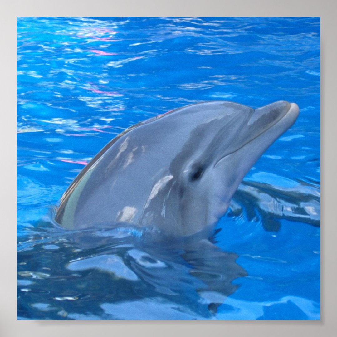 Bottlenose Dolphin Print Zazzle