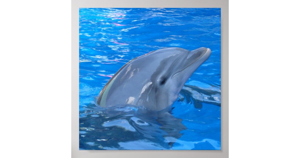 Bottlenose Dolphin Print Zazzle