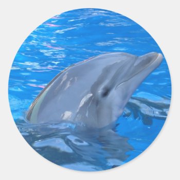 Bottlenose Dolphin Sticker by WildlifeAnimals at Zazzle