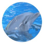 Bottlenose Dolphin Sticker