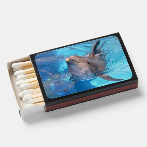Bottlenose dolphin swimming matchboxes