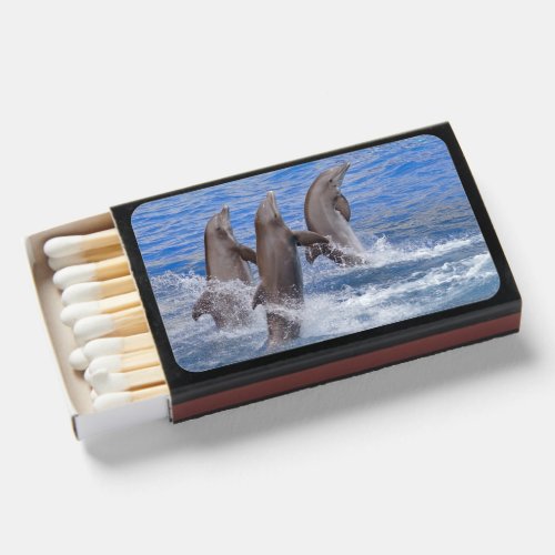 Bottlenose dolphin swimming matchboxes