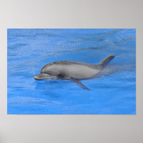 Bottlenose dolphin swimming poster
