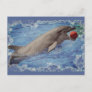 Bottlenose dolphin swimming with red ball postcard