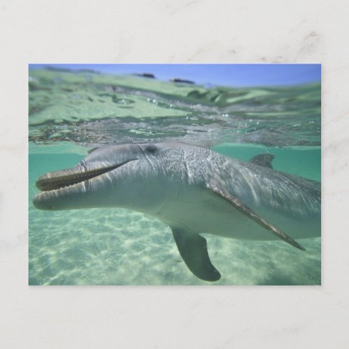 Bottlenose Dolphin Tursiops truncatus 3 Postcard
