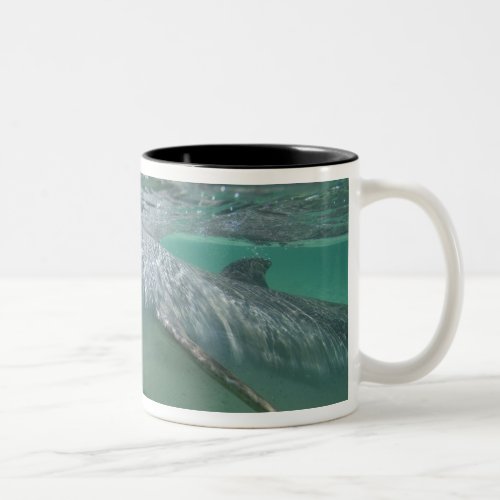 Bottlenose Dolphin Tursiops truncatus 3 Two_Tone Coffee Mug