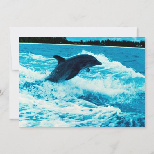 Bottlenose dolphin (Tursiops truncatus), Bahama Is (Front)