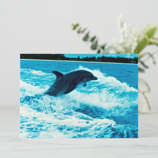 Bottlenose dolphin (Tursiops truncatus), Bahama Is (Standing Front)