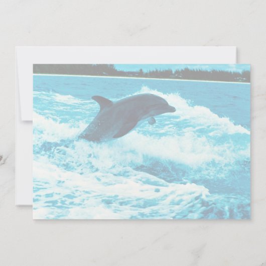 Bottlenose dolphin (Tursiops truncatus), Bahama Is (Back)