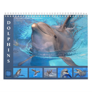 Bottlenose dolphins 12 month calendar