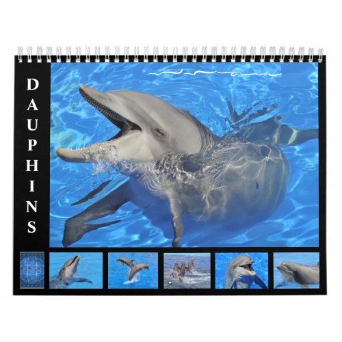 Bottlenose dolphins 12 month calendar