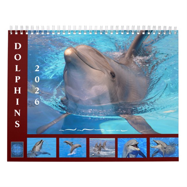 Bottlenose dolphins 12 month calendar (Cover)