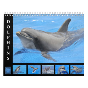 Bottlenose dolphins 12 month calendar