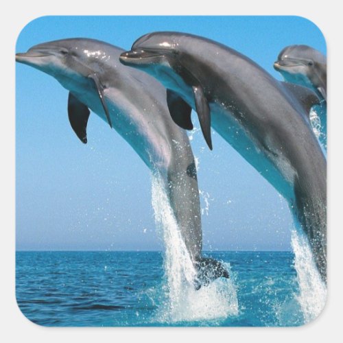 bottlenose dolphins jumping out of clear blue sea square sticker