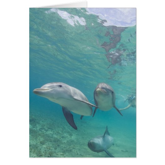 Bottlenose Dolphins Tursiops truncatus (Front)