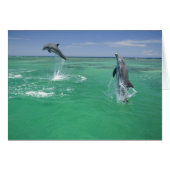 Bottlenose Dolphins Tursiops truncatus (Front Horizontal)