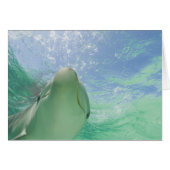 Bottlenose Dolphins Tursiops truncatus) (Front Horizontal)