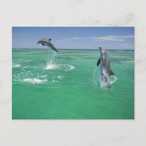 Bottlenose Dolphins Tursiops truncatus 17 Postcard