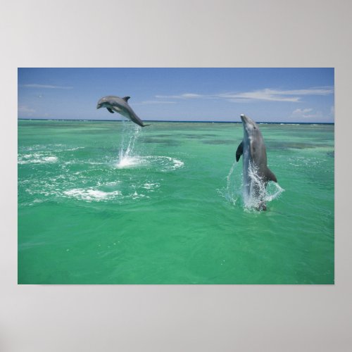 Bottlenose Dolphins Tursiops truncatus 17 Poster
