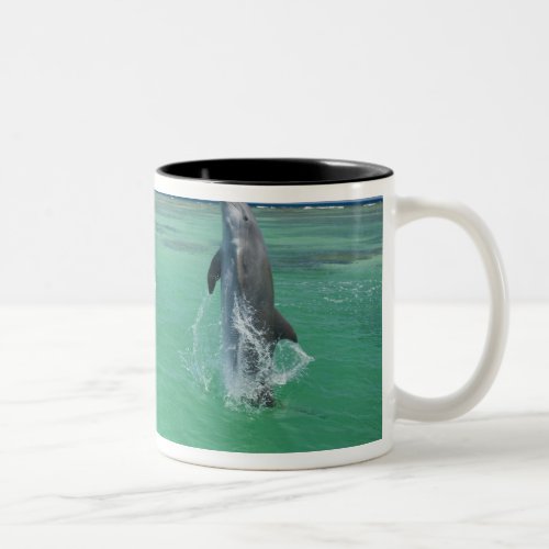 Bottlenose Dolphins Tursiops truncatus 17 Two_Tone Coffee Mug