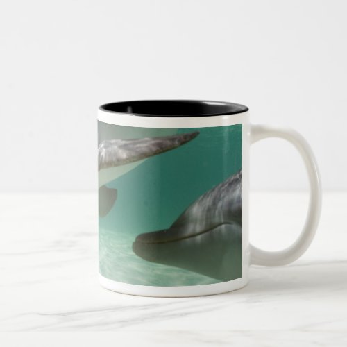 Bottlenose Dolphins Tursiops truncatus 22 Two_Tone Coffee Mug
