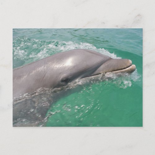 Bottlenose Dolphins Tursiops truncatus 23 Postcard