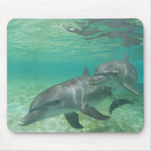 Bottlenose Dolphins Tursiops truncatus 25 Mouse Pad