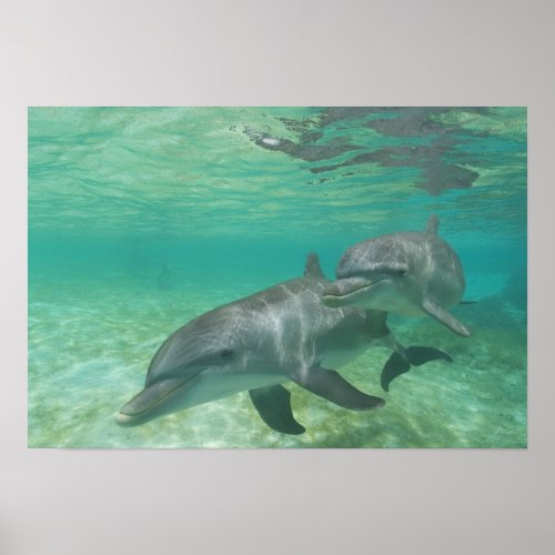 Bottlenose Dolphins Tursiops truncatus 25 Poster