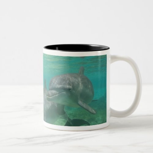 Bottlenose Dolphins Tursiops truncatus 25 Two_Tone Coffee Mug