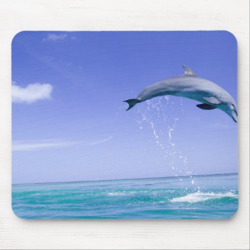 Bottlenose Dolphins Tursiops truncatus 31 Mouse Pad