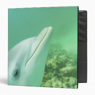 Bottlenose Dolphins Tursiops truncatus 3 Ring Binder