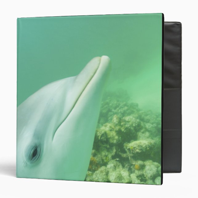 Bottlenose Dolphins Tursiops truncatus 3 Ring Binder (Front/Inside)