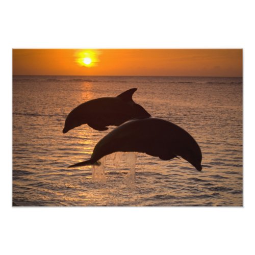 Bottlenose Dolphins Tursiops truncatus 5 Photo Print